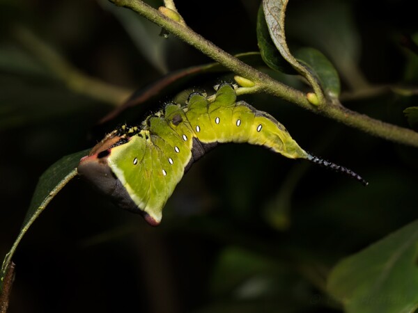 Caterpillars