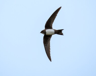 alpineswift210323e Alpine Swift Point of Ayre, Isle of Man