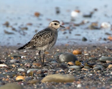 americangoldenplover011016 American Golden Plover Smeale, Isle of Man