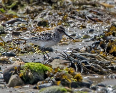 broadbilledsandpiper060517 Broad-Billed Sandpiper (Record Shot) Derbyhaven, Isle of Man
