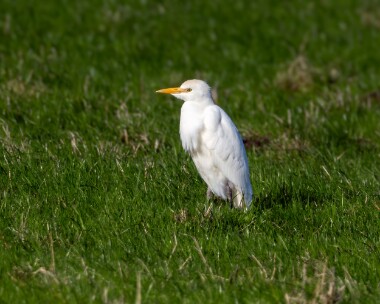 cattleegret211023 Cattle Egret Cranstal, Isle of Man
