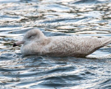 glaucousgull030218 Glaucous Gull Peel, Isle of Man