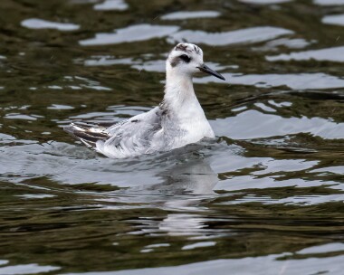 greyphalarope291022 Grey Phalarope Niarbyl, Isle of Man
