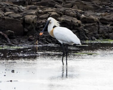 spoonbill130517 Spoonbill Langness, Isle of Man