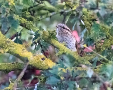 wryneck050916 Wryneck Point of Ayre, Isle of Man (Record shot)