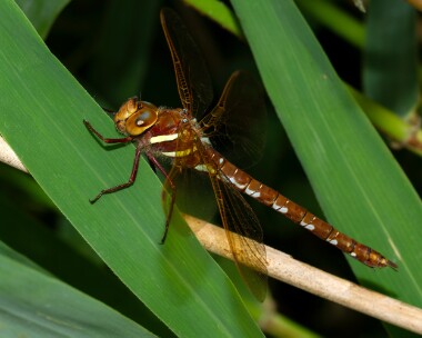 brownhawker270713 Brown Hawker RSPB Lakenheath, Norfolk