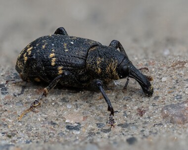 largepineweevil070526s Large Pine Weevil Nethy Bridge, Scotland