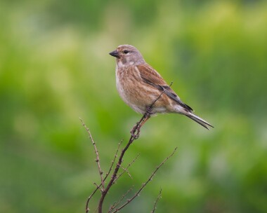 linnet010526 Linnet Langness, Isle of Man