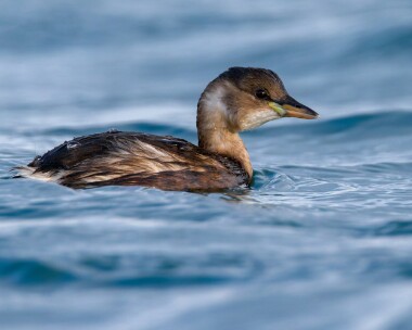littlegrebe221213b Little Grebe Derbyhaven, Isle of Man