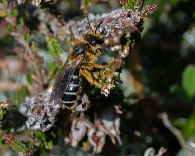 orangeleggedFbee250426 Orange-legged Furrow Bee Ballaghennie, Isle of Man