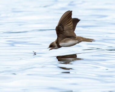 sandmartin060526 Sand Martin Loch Morlich, Scotland