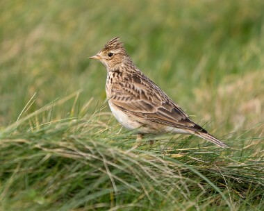 skylark260326 Skylark Langness, Isle of Man