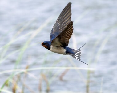 swallow060526 Swallow Loch Morlich, Scotland