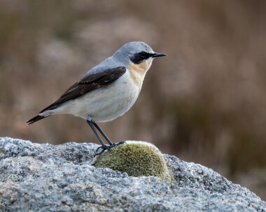 wheatear040526 Wheatear Carn Ban Mor, Scotland