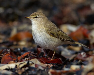 willowwarbler140413b Willow Warbler Langness, Isle of Man