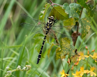 goldenringeddragonfly250616 Golden-ringed Dragonfly Allt Mhuic, Scotland