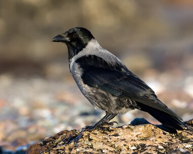 hoody261116 Hooded Crow Derbyhaven, Isle of Man