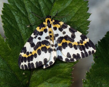 magpie290716 Magpie The Curraghs, Isle of Man