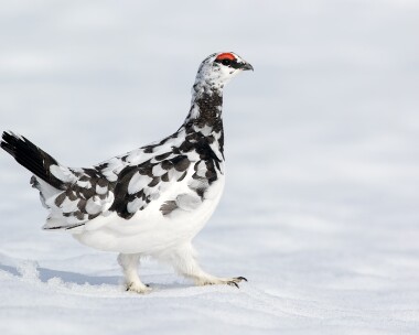 ptarmigan220316b Ptarmigan Cairngorms, Scotland
