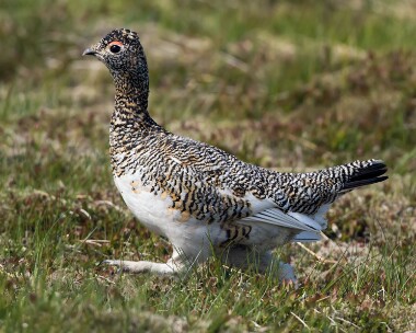 ptarmigan230616b Ptarmigan Ben Macdui, Scotland