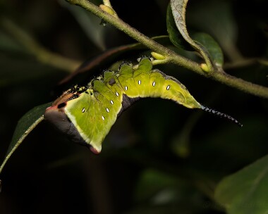 pussmothcaterpillar070816 Puss Moth Caterpillar Round Table, Isle of Man