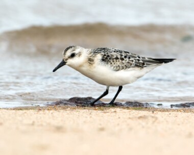 sanderling250916