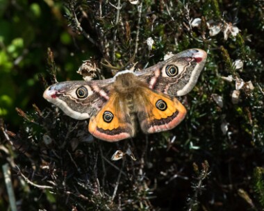 Emperormoth010517 Emperor Moth Eary Cushlin, Isle of Man