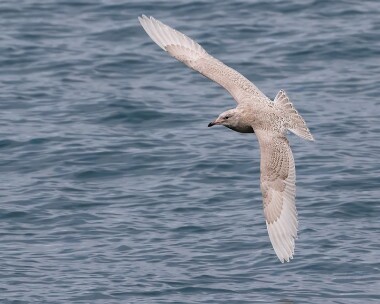 icelandgull070117b Iceland Gull Peel, Isle of Man