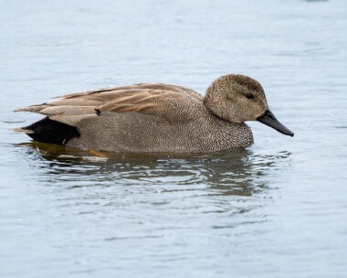 gadwall060226 56. Gadwall POA NR, Isle of Man