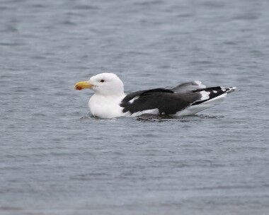 gbbg060226 53. Great Black-backed Gull POA NR, Isle of Man