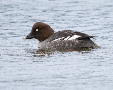 goldeneye060226 50. Goldeneye POA NR, Isle of Man