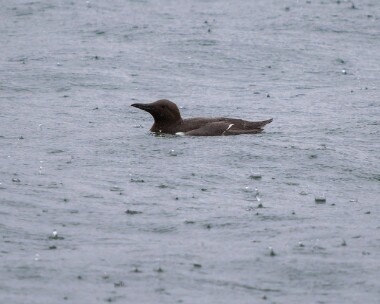guillemot210226 63. Guillemot Peel, Isle of Man
