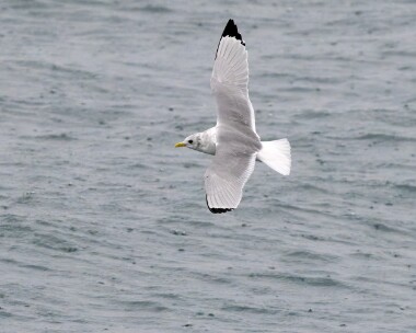 kittiwake210226 64. Kittiwake Peel, Isle of Man