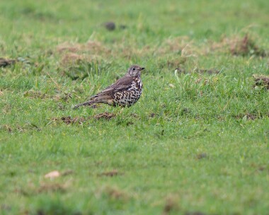 mistlethrush080226 57. Mistle Thrush Clypse, Isle of Man