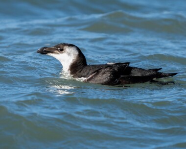 razorbill140326 69. Razorbill Point of Ayre, Isle of Man
