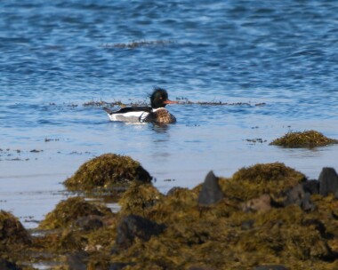redbreastedmerganser070326 61. Red-breasted Merganser Langness, Isle of Man