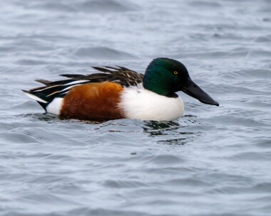 shoveler060226 54. Shoveler POA NR, Isle of Man