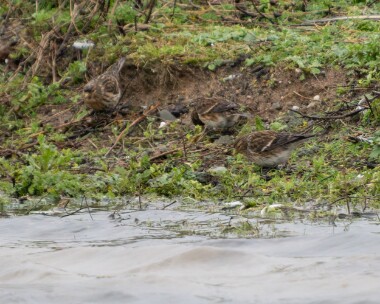 twite060226 55. Twite POA NR, Isle of Man